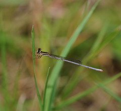 Agriocnemis argentea