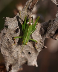 Caedicia pictipes