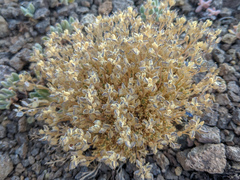 Draba novolympica