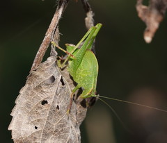 Caedicia pictipes