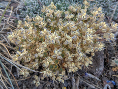 Draba novolympica