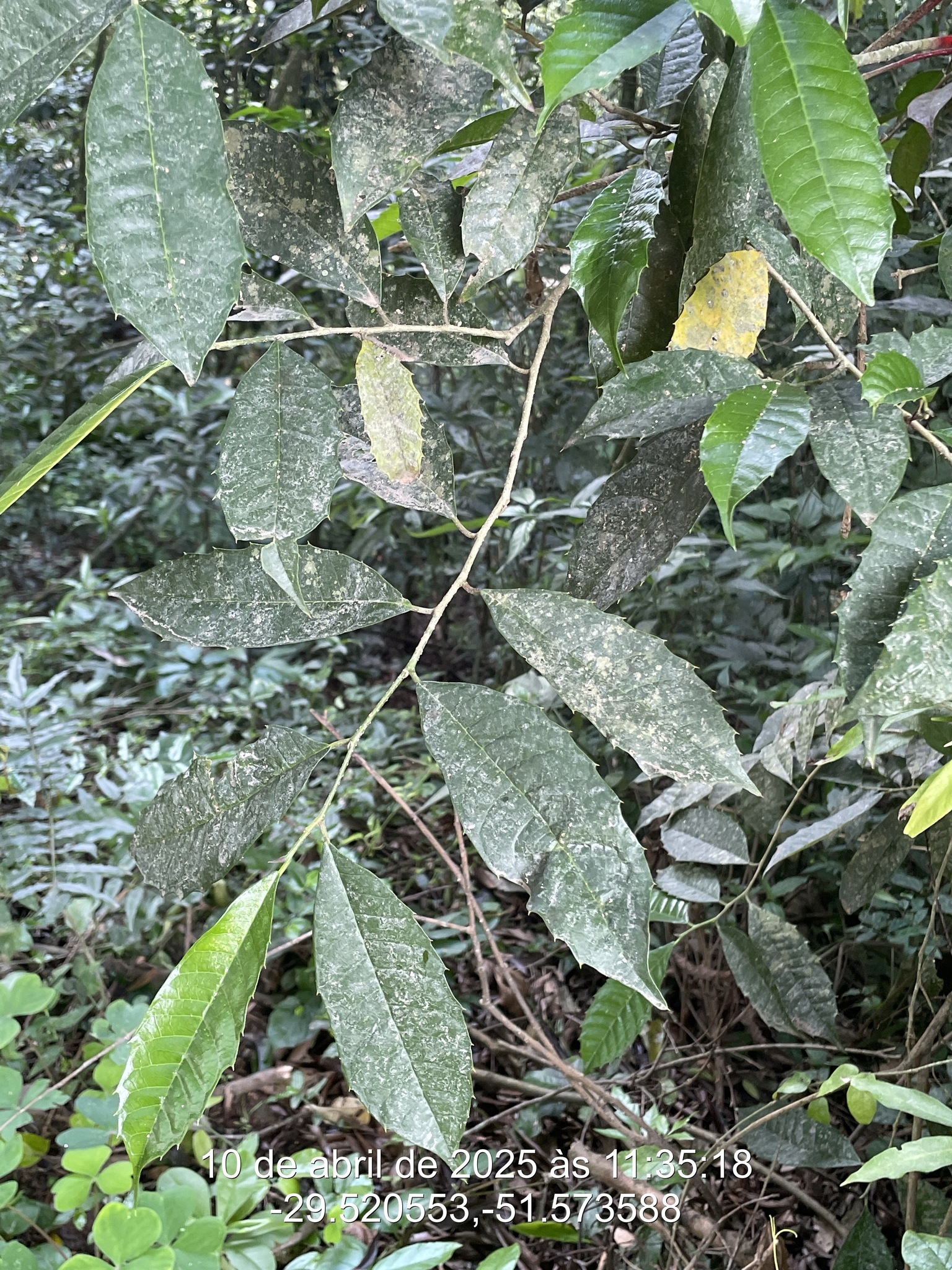 Sorocea bonplandii