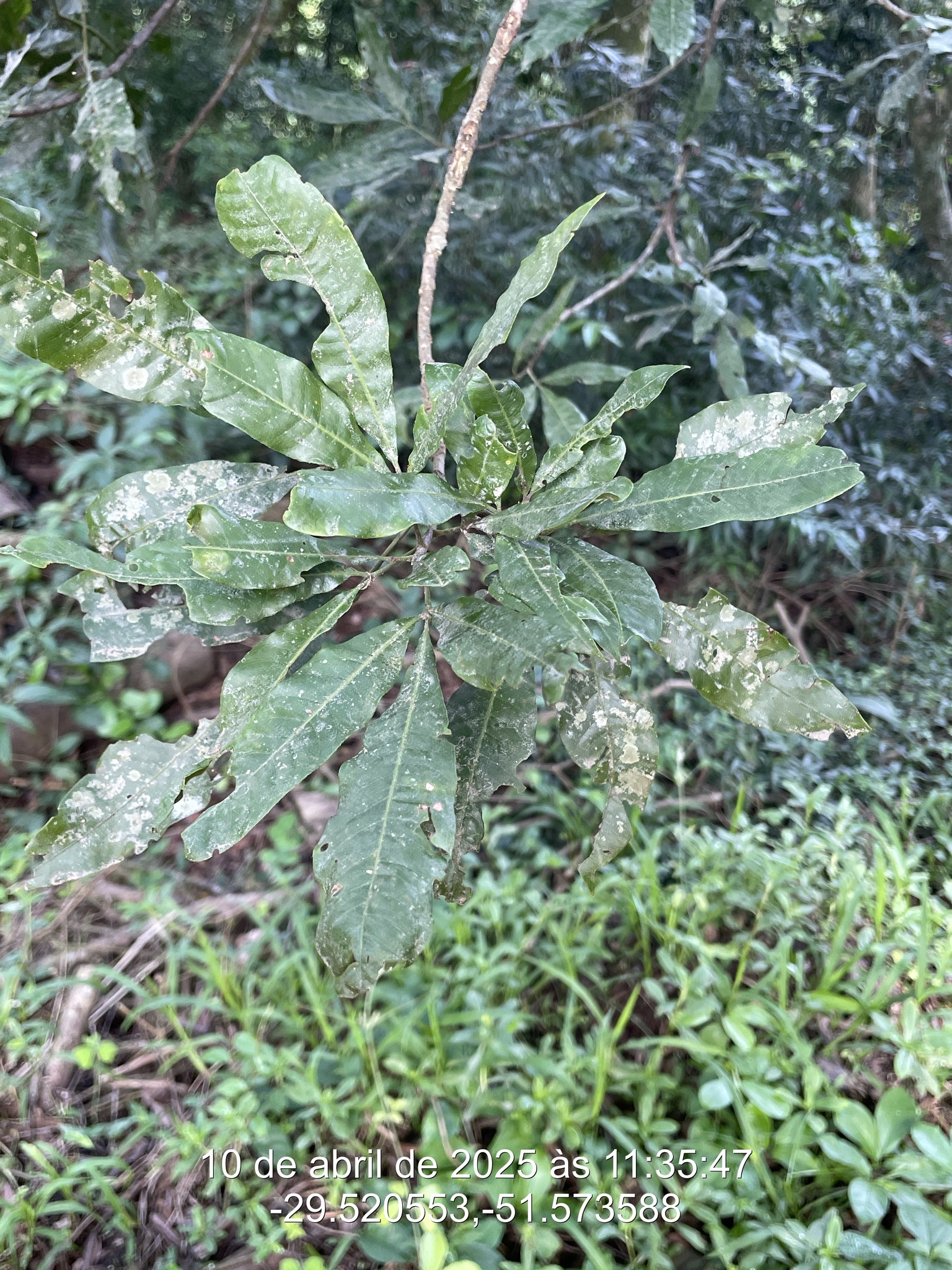 Trichilia claussenii