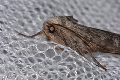 Lithomoia germana