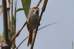 Suthora nipalensis