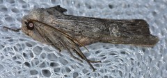 Lithomoia germana