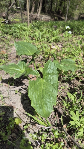 Arum cylindraceum (Arum cylindraceum)