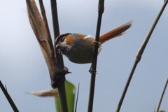 Suthora nipalensis