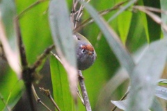 Phylloscopus castaniceps