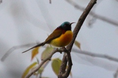 Aethopyga nipalensis