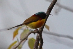 Aethopyga nipalensis