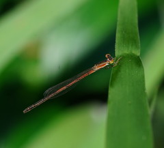Agriocnemis argentea