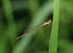 Agriocnemis argentea