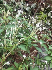 Rotheca microphylla