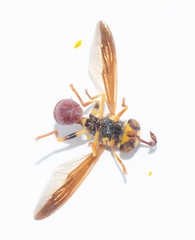 Monoceromyia tricolor