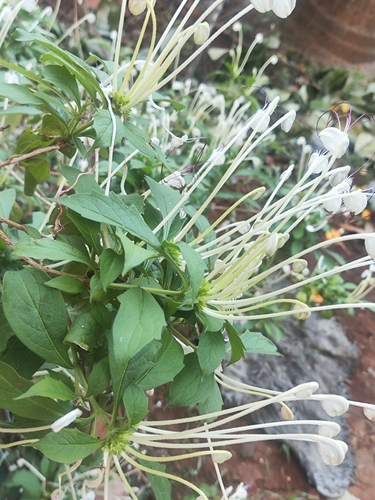 Rotheca microphylla, photograph 2