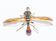 Monoceromyia tricolor
