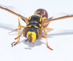 Monoceromyia tricolor