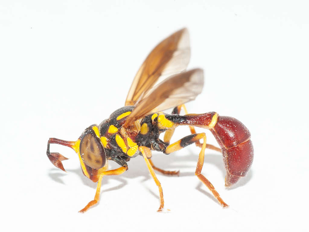 Monoceromyia