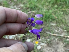 Penstemon neomexicanus