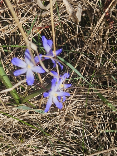 Image of Scilla forbesii by no rights reserved