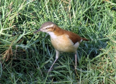 Furnarius leucopus cinnamomeus