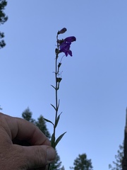 Penstemon neomexicanus