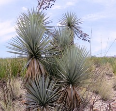 Yucca torreyi