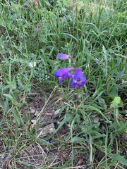 Penstemon neomexicanus
