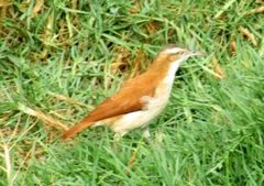 Furnarius leucopus cinnamomeus