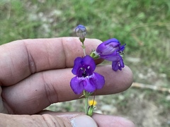 Penstemon neomexicanus