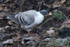 Columba leuconota
