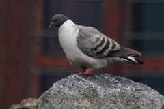 Columba leuconota