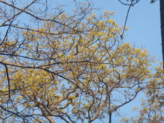 Astronium graveolens