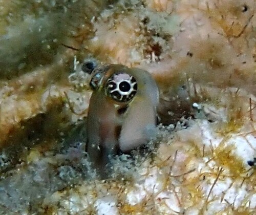 Little Combtooth Blenny — seen at this dive site