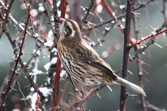 Carpodacus thura