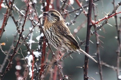 Carpodacus thura