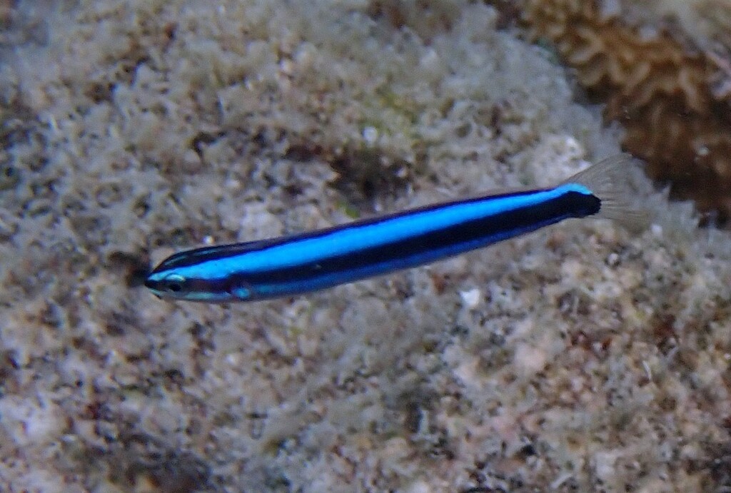 Bluestriped blenny