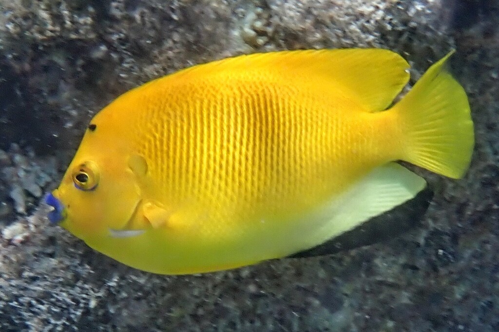 Threespot angelfish