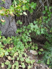 Acer glabrum