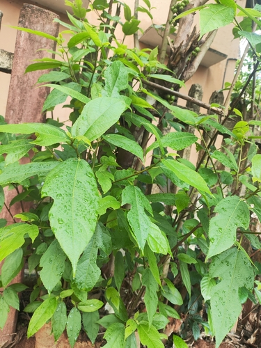 Ficus exasperata (Ficus exasperata)