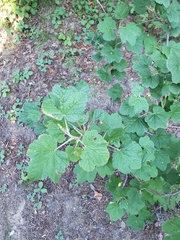 Ribes acerifolium