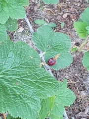 Ribes acerifolium