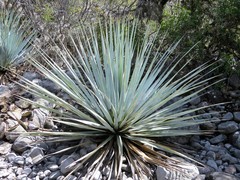 Dasylirion cedrosanum