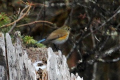 Tarsiger rufilatus