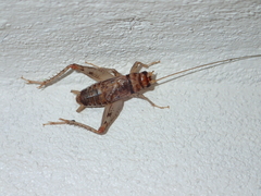 Gryllodes