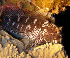 Randall's Blenny photo 2