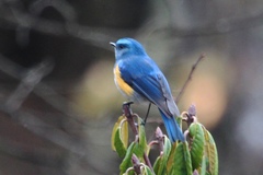 Tarsiger rufilatus