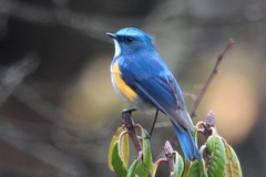 Tarsiger rufilatus