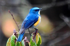 Tarsiger rufilatus